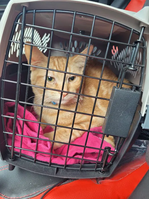 Spay & Neuter Syracuse Picture 5