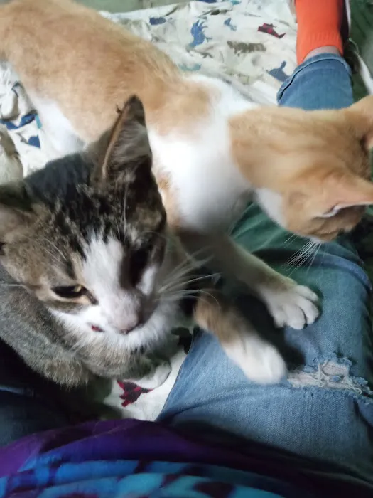 Spay & Neuter Syracuse Picture 9