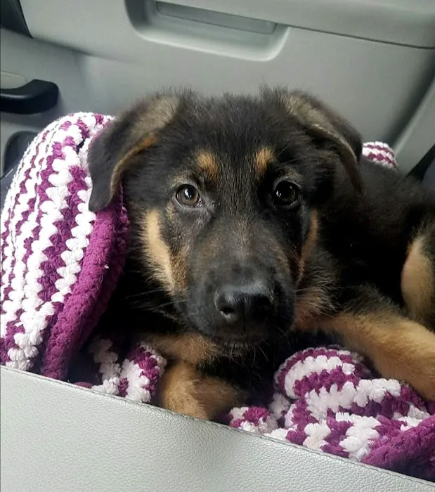 Spay & Neuter Syracuse Picture 7