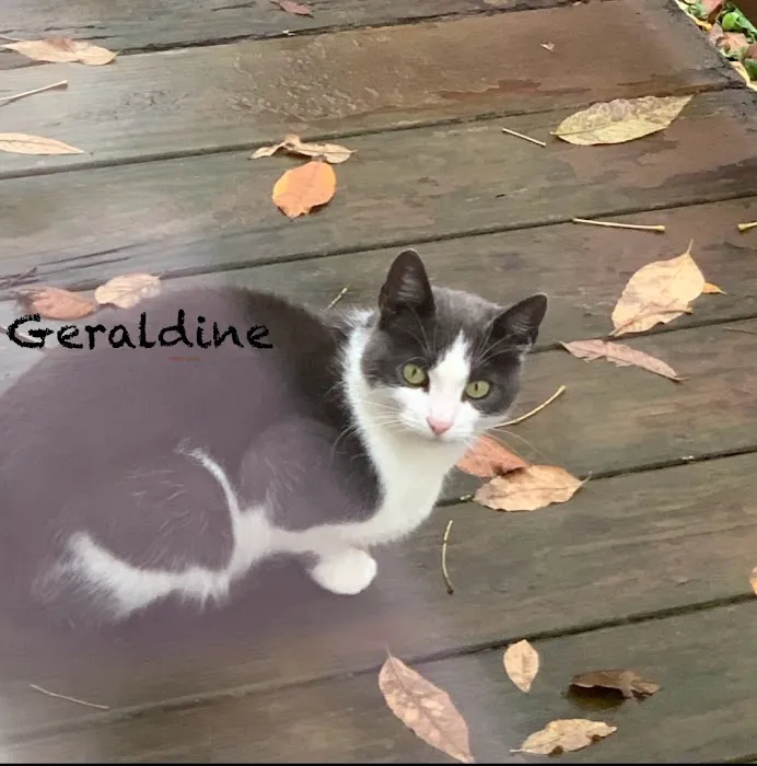 Spay & Neuter Syracuse Picture 8