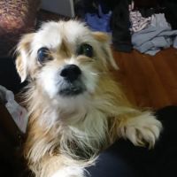 Adirondack Veterinary Service ico