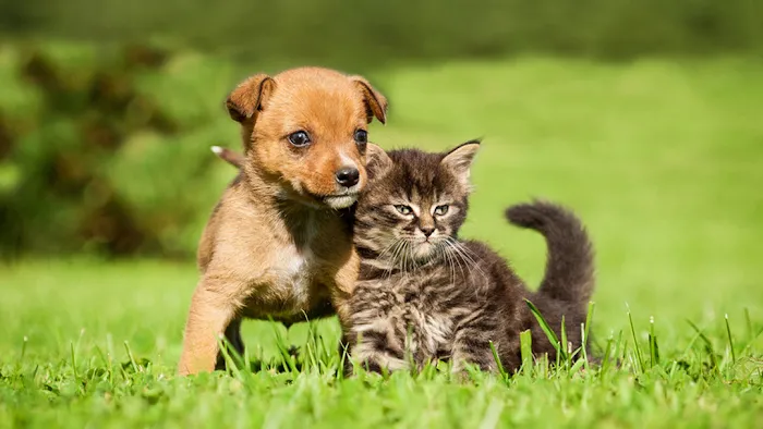 Delta Lake Veterinary Hospital PLLC Picture 7