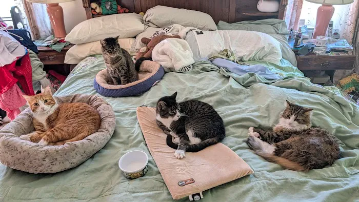 Cats Limited Veterinary Hospital Picture 1