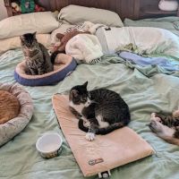 Cats Limited Veterinary Hospital ico