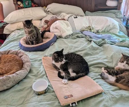 Cats Limited Veterinary Hospital