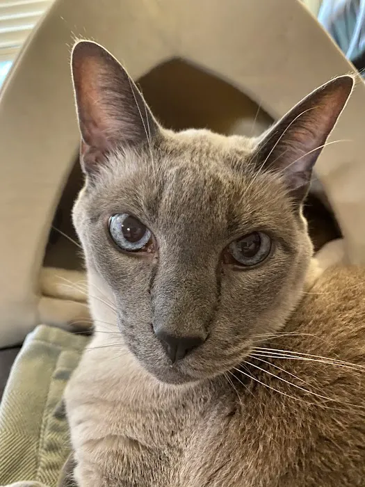 Cats Limited Veterinary Hospital Picture 5