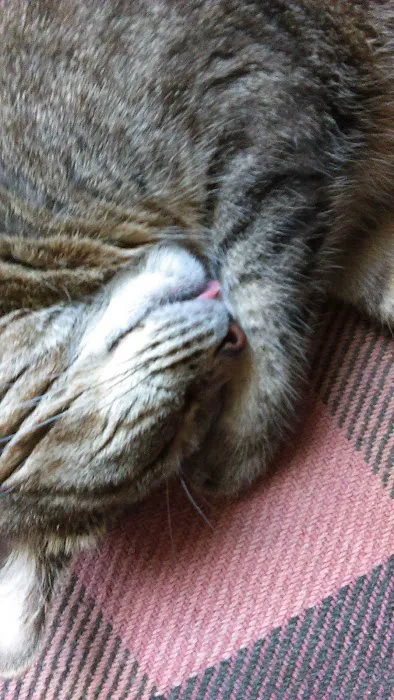 Cats Limited Veterinary Hospital Picture 10