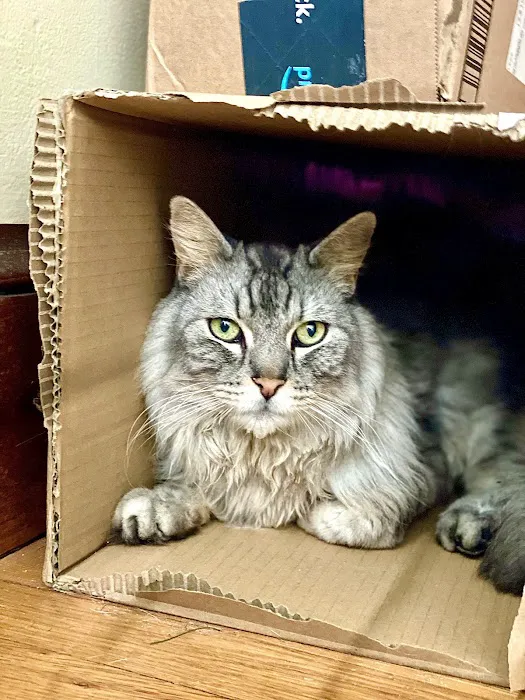 Cats Limited Veterinary Hospital Picture 9