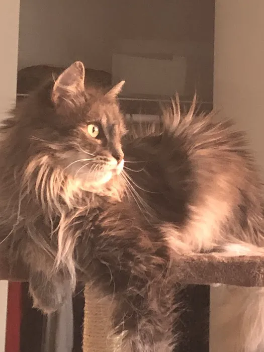 Cats Limited Veterinary Hospital Picture 8