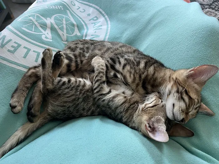Cats Limited Veterinary Hospital Picture 7