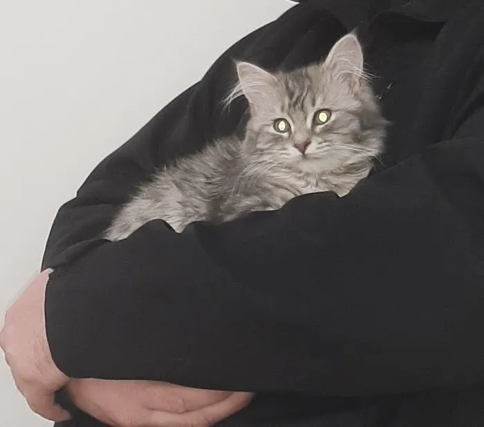 Cats Limited Veterinary Hospital Picture 6