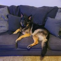 Chuck & Don's Pet Food & Supplies ico
