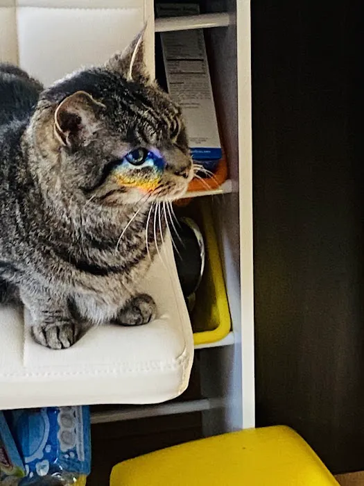 Petcare Veterinary Services Picture 4