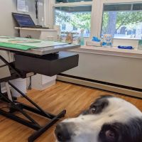 Petcare Veterinary Services ico