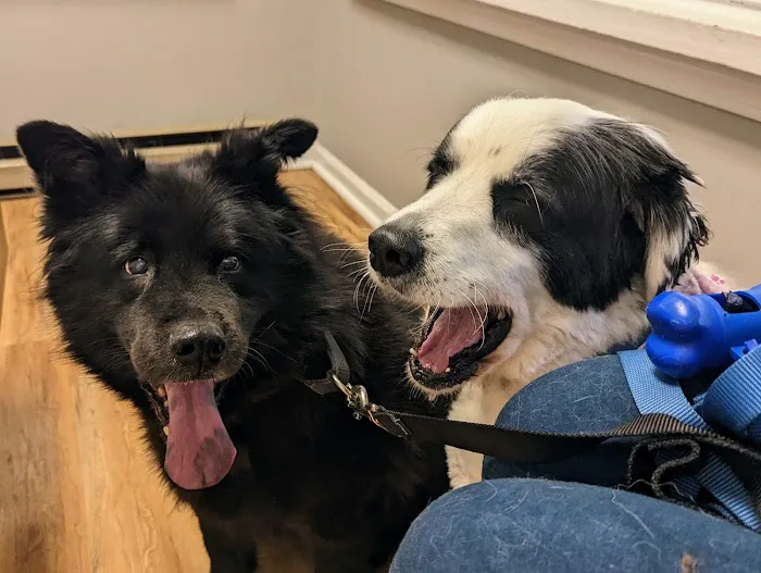 Petcare Veterinary Services Picture 2
