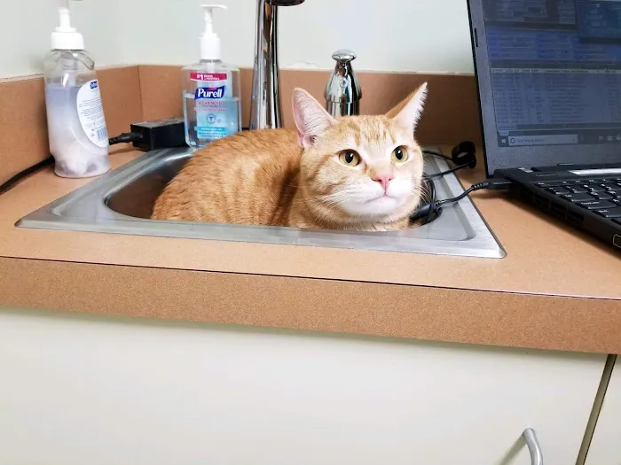 Newington Veterinary Clinic Picture 7