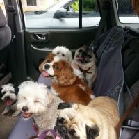 Newington Veterinary Clinic ico