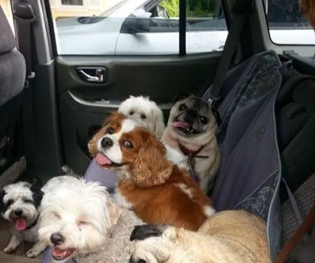 Newington Veterinary Clinic