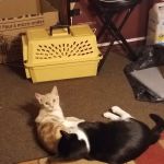 Newington Veterinary Clinic