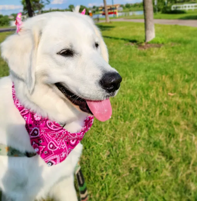 Muddy Paws Grooming Salon Picture 6