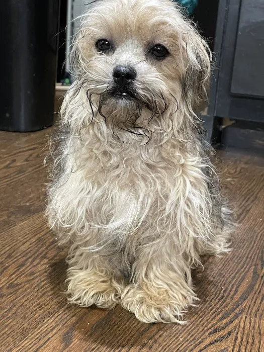 Muddy Paws Grooming Salon Picture 8