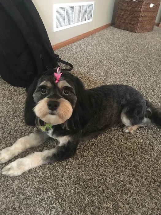 Muddy Paws Grooming Salon Picture 7