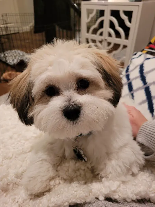 Muddy Paws Grooming Salon Picture 5