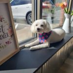Muddy Paws Grooming Salon