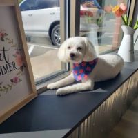 Muddy Paws Grooming Salon ico