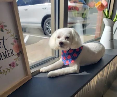 Muddy Paws Grooming Salon
