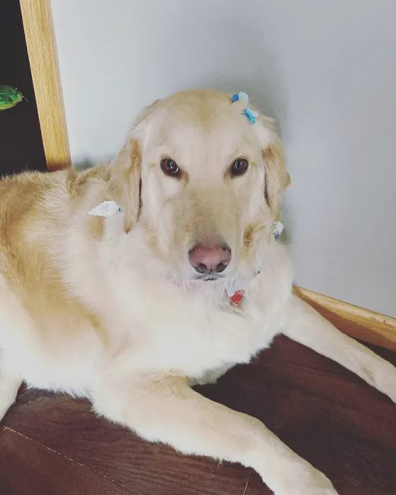 Muddy Paws Grooming Salon Picture 2