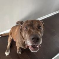 Maci Moo Treats ico