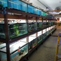 Forest Lake Pets ico