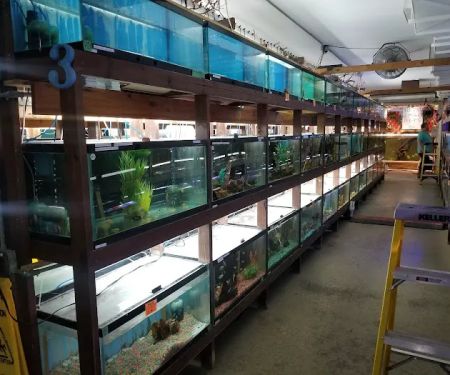 Forest Lake Pets