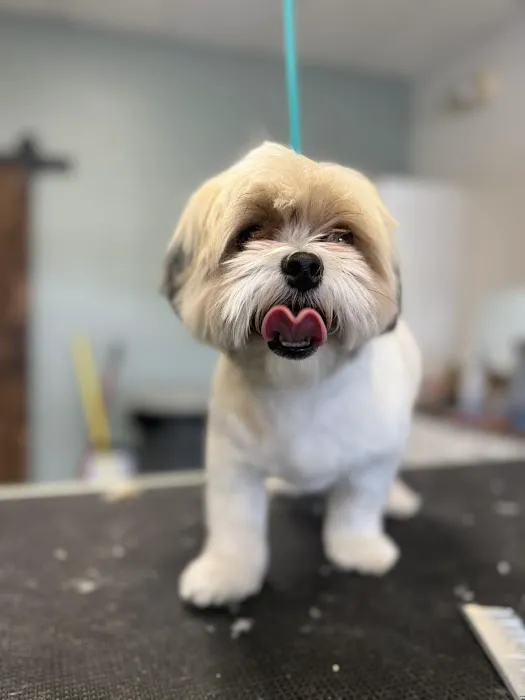 Pet Clips Professional Grooming Salon, LLC Picture 1