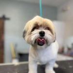 Pet Clips Professional Grooming Salon, LLC