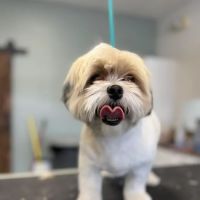 Pet Clips Professional Grooming Salon, LLC ico