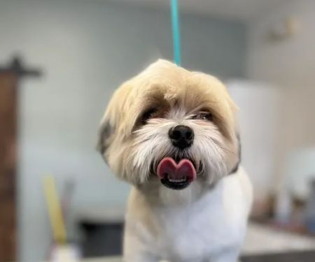 Pet Clips Professional Grooming Salon, LLC