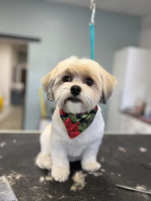 Pet Clips Professional Grooming Salon, LLC Picture 2