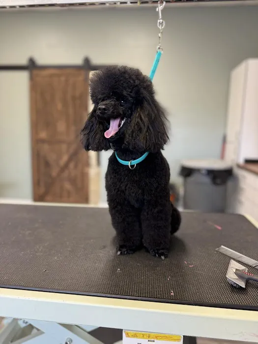 Pet Clips Professional Grooming Salon, LLC Picture 3