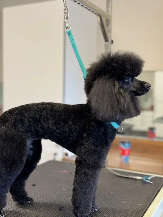 Pet Clips Professional Grooming Salon, LLC Picture 5