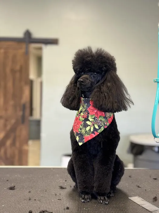 Pet Clips Professional Grooming Salon, LLC Picture 4