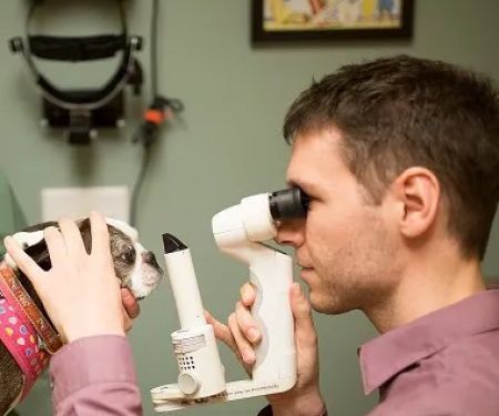 Veterinary Revision
