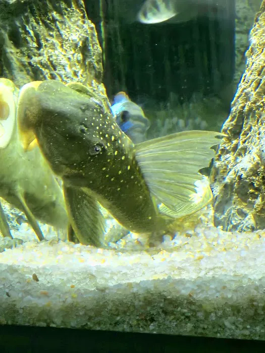 Pure Fish Works Picture 10