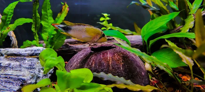 Pure Fish Works Picture 1