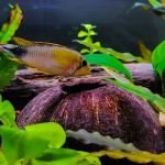 Pure Fish Works