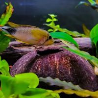 Pure Fish Works ico