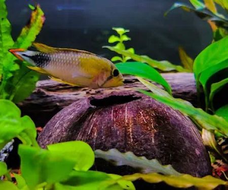 Pure Fish Works