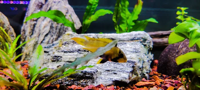 Pure Fish Works Picture 4
