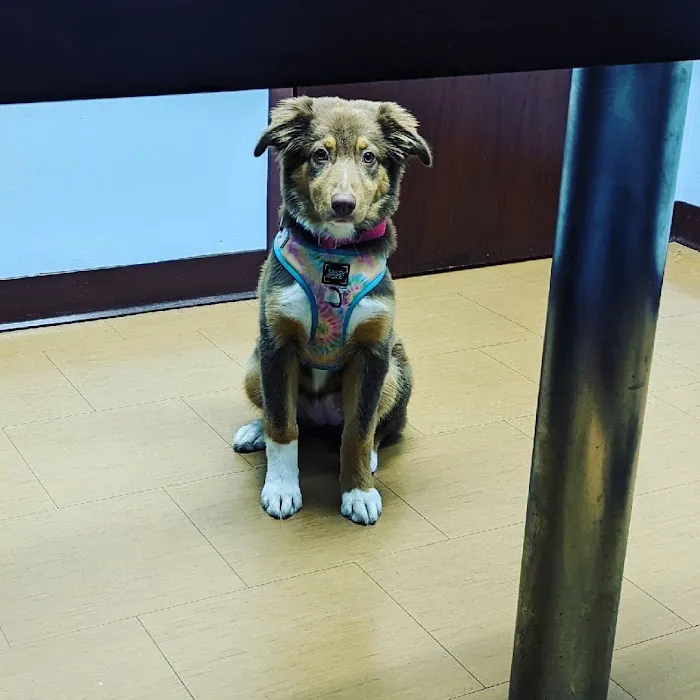 Compassionate Care Veterinary Hospital Picture 6